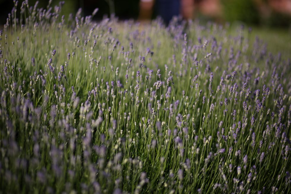The Walled Garden | Lavender | Jonathan Neale Photography
